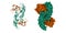 Crystal structure of BMP-2 (green) in complex with BMPR-IA variant B12 (brown)