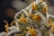 crystal studded cannabis bud closeup, large white trichomes on marijuana inflorescences