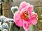 Crystalline Camellia Sasanqua On A Frosty Spring Morning