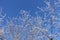 Crystalline frost on thin branches against the sky in winter