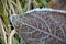 Crystallized autumn leaf in frost