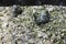 Crystals of Epidote on rock close up