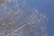 Crystals of frost fall from frozen birches on a sunny morning.