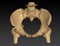 CT Scan of pelvic bone with both hip joint 3D rendering image Inlet view