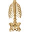 CT scan of Whole spine 3D rendering showing Profile Human Spine