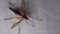Ctenophora Dictenidia Big scary mosquito on a white background. Pectinicornis Tipulidae An endangered