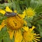 A Ctenucha Tiger Moth on a Sunflower