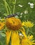 A Ctenucha Tiger Moth on a Sunflower