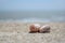 Cu seashells on the beach in summer