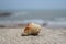 Cu seashells on the beach in summer