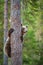 Cub of Brown bear climb on the tree.