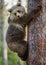 Cub of Brown bear climb on the tree.