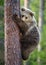 Cub of Brown bear climb on the tree.