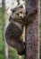 Cub of Brown bear climb on the tree.