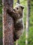 Cub of Brown bear climb on the tree.