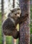 Cub of Brown bear climb on the tree.