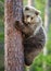 Cub of Brown bear climb on the tree.