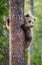 Cub of Brown bear climb on the tree.