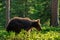 Cub of Brown Bear in the summer forest. Backlit brown bear cub