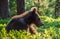 Cub of Brown Bear in the summer forest. Backlit brown bear cub. Bear Cub against a sun