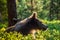 Cub of Brown Bear in the summer forest. Backlit brown bear cub. Bear Cub against a sun