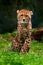 Cub of Cheetah. Cheetah, Acinonyx jubatus, detail portrait of wild cat, Fastest mammal on land, in grass, Namibia, Africa. Cute yo