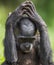 Cub of chimpanzee Bonobo. Green natural background. Close up portrait. The Bonobo ( Pan paniscus)