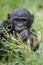 Cub of chimpanzee Bonobo. Green natural background. Close up portrait. The Bonobo ( Pan paniscus)