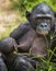 The cub of chimpanzee Bonobo ( Pan paniscus) on a breast of the nursing Mother. Portrait close up.