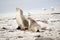 this is a cub and its mum on the beach