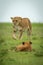 Cub lies watching lioness crossing grass