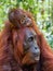 Cub of orangutan on mother`s back in green rainforest.