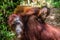 Cub of orangutan on mother`s back in green rainforest.