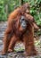 Cub of orangutan on mother`s back in green rainforest. Natural habitat.