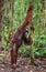 Cub of orangutan on mother`s back in green rainforest. Natural habitat.