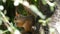 Cub of a small red squirrel hides in branches and eats a nut