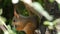 Cub of a small red squirrel hides in branches and eats a nut
