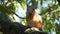 Cub of a small red squirrel hides in branches and eats a nut