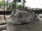 The cub of Zebra dove or Barred ground dove.