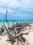 Cuba, Cayo Jutias. Pieces of wood, dryed by the sea, are laying over white sandy beach.