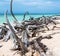 Cuba, Cayo Jutias. Pieces of wood over white sandy beach are forming an abstract natural pattern.