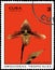 CUBA - CIRCA 1971: Postage stamp printed in Cuba shows orchid Cypripedium callossum, series orchids