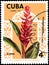 CUBA - CIRCA 1974: Postage stamp printed in Cuba shows the flower Alpinia purpurata, series flowers