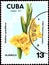 CUBA - CIRCA 1974: Postage stamp printed in Cuba shows Gladiolus grandiflorus, series flowers