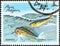CUBA - CIRCA 1981: A stamp printed in Cuba from the `Pelagic Fish` issue shows Dorado Coryphaena hippurus, circa 1981.