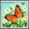 CUBA - CIRCA 1982: Postage stamp printed by Cuba shows butterfly Euptoieta hegesia