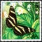 CUBA - CIRCA 1982: Postage stamp printed by Cuba shows butterfly Heliconius charithonius ramsdeni