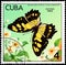 CUBA - CIRCA 1982: Postage stamp printed by Cuba shows butterfly Metamorpha stelenes insularis