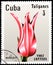 CUBA - CIRCA 1982: postage stamp printed in Cuba shows a pink tulip Mariette