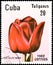 CUBA - CIRCA 1982: postage stamp printed in Cuba shows a red tulip `La Tulipe noire`